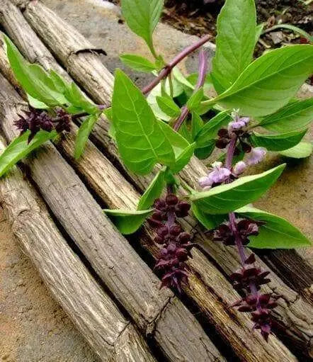 BASIL Herb Seeds 'CLOVE SCENTED' - (OCIMUM GRATISSIMUM) High Quality,.
