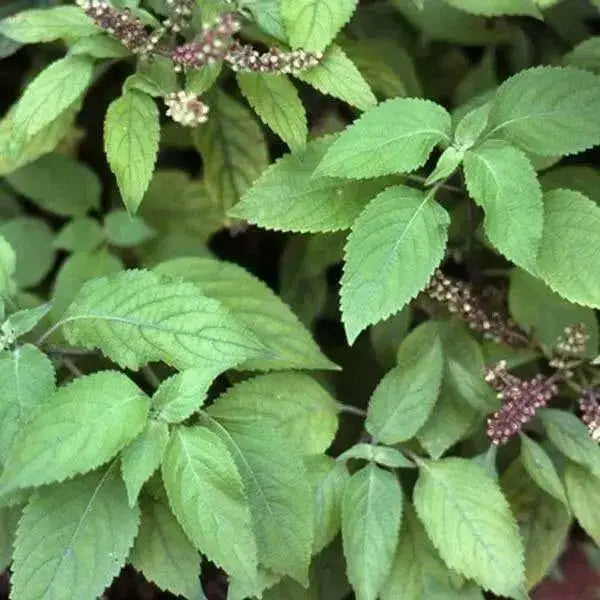 BASIL Herb Seeds 'CLOVE SCENTED' - (OCIMUM GRATISSIMUM) High Quality,.
