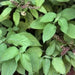 BASIL Herb Seeds 'CLOVE SCENTED' - (OCIMUM GRATISSIMUM) High Quality,.