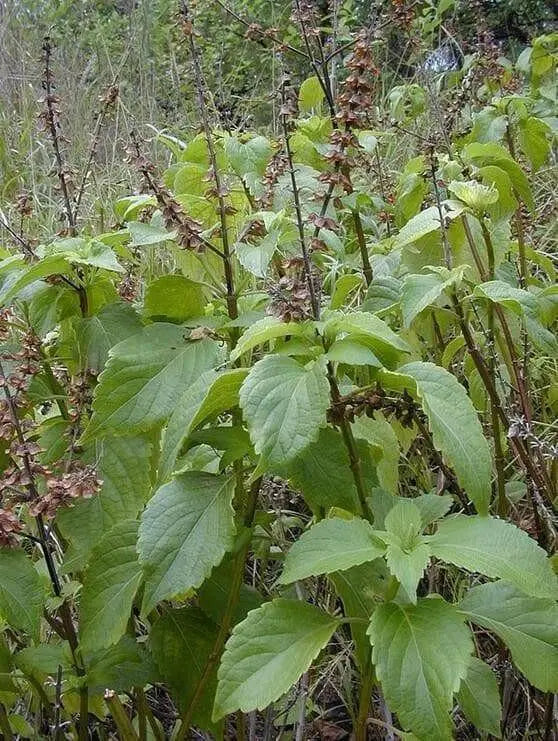 BASIL Herb Seeds 'CLOVE SCENTED' - (OCIMUM GRATISSIMUM) High Quality,.