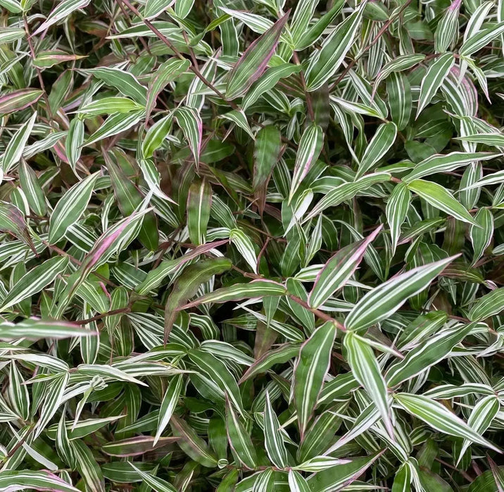 Basket Grass ,Variegated Bridal Veil (LIVE STARTER PLANT)  PERENNIAL - Caribbean garden seed