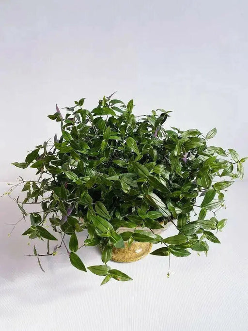 Basket Grass ,Variegated Bridal Veil (LIVE STARTER PLANT)  PERENNIAL - Caribbean garden seed