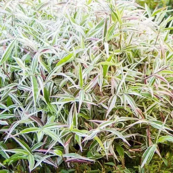 Basket Grass ,Variegated Bridal Veil (LIVE STARTER PLANT)  PERENNIAL - Caribbean garden seed