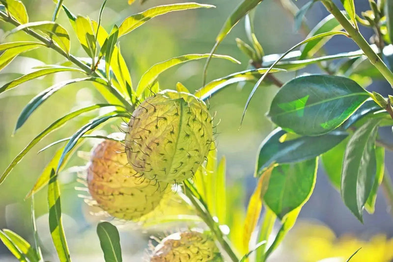 Balloon Plant Milkweed, ( Asclepias physocarpa ) Tender Perennia - Caribbean garden seed