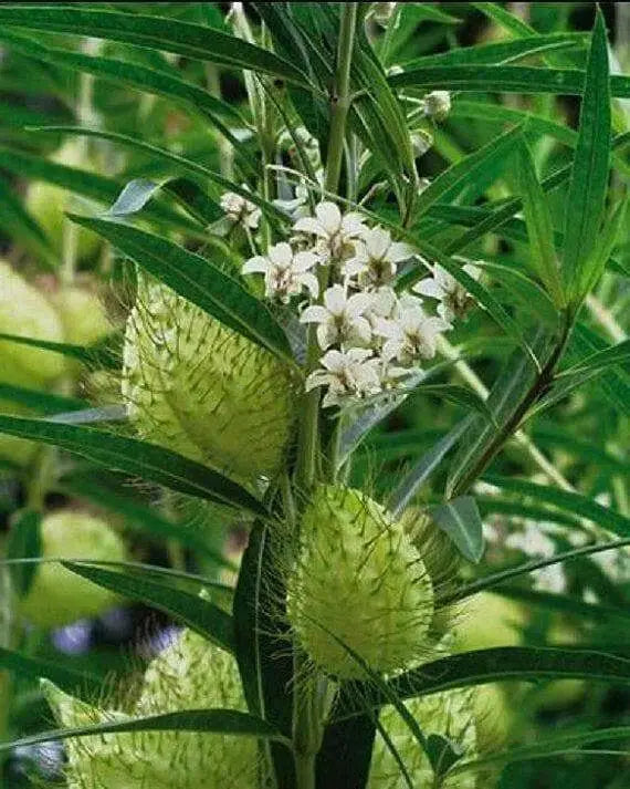Balloon Plant Milkweed, ( Asclepias physocarpa ) Tender Perennia - Caribbean garden seed