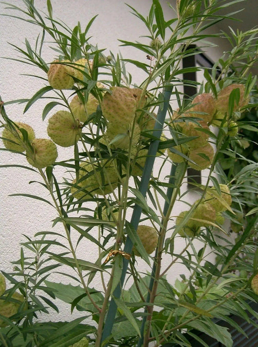 Balloon Plant Milkweed, ( Asclepias physocarpa ) Tender Perennia - Caribbean garden seed