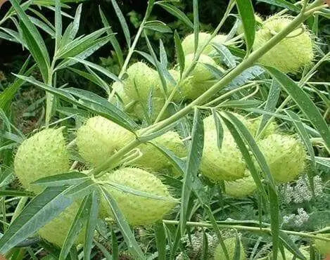 Balloon Plant Milkweed, ( Asclepias physocarpa ) Tender Perennia - Caribbean garden seed