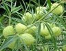 Balloon Plant Milkweed, ( Asclepias physocarpa ) Tender Perennia - Caribbean garden seed