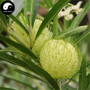 Balloon Plant Milkweed, ( Asclepias physocarpa ) Tender Perennia - Caribbean garden seed