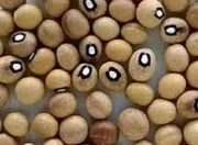 Bambara groundnut bean AKA, African Yellow Beans - Caribbean garden seed
