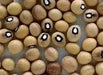 Bambara groundnut bean AKA, African Yellow Beans - Caribbean garden seed
