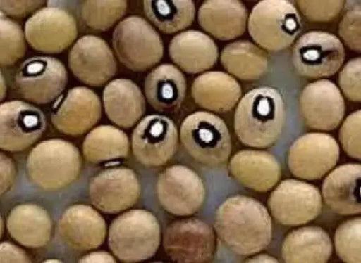 Bambara groundnut bean AKA, African Yellow Beans - Caribbean garden seed