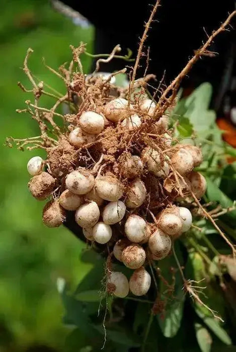 Bambara groundnut bean AKA, African Yellow Beans - Caribbean garden seed