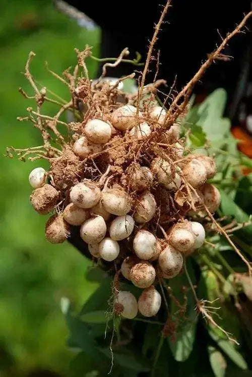 Bambara groundnut bean AKA, African Yellow Beans - Caribbean garden seed