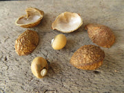 Bambara groundnut bean AKA, African Yellow Beans - Caribbean garden seed