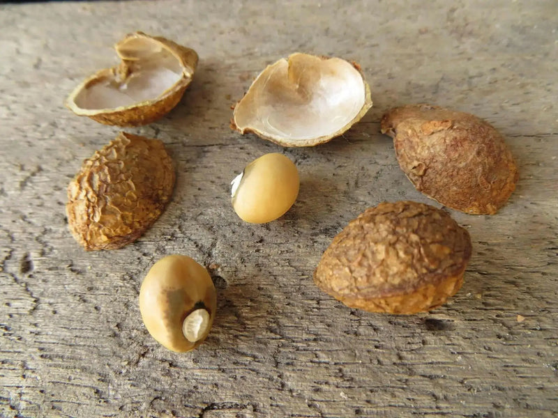 Bambara groundnut bean AKA, African Yellow Beans - Caribbean garden seed