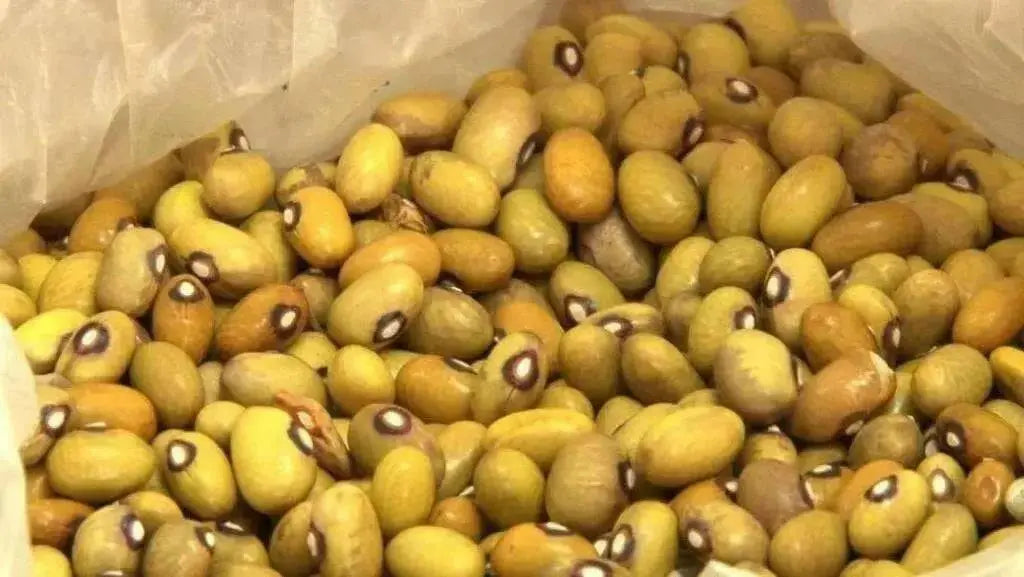 Bambara groundnut bean AKA, African Yellow Beans - Caribbean garden seed
