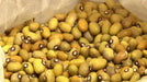 Bambara groundnut bean AKA, African Yellow Beans - Caribbean garden seed