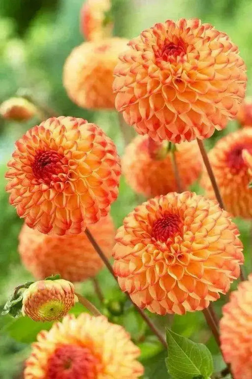BALL Dahlia Mirella ( Tuber ) PERENNIAL Flowers - Caribbean garden seed