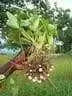 Bambara groundnut bean AKA, African Yellow Beans - Caribbean garden seed