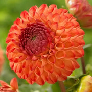 BALL Dahlia Mirella ( Tuber ) PERENNIAL Flowers - Caribbean garden seed