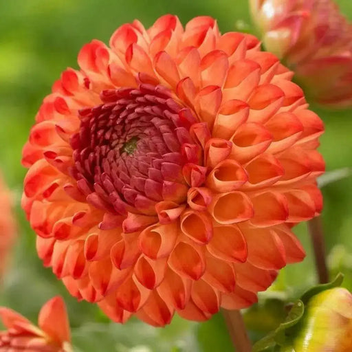 BALL Dahlia Mirella ( Tuber ) PERENNIAL Flowers - Caribbean garden seed