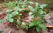 Bambara groundnut bean AKA, African Yellow Beans - Caribbean garden seed