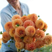 BALL Dahlia Mirella ( Tuber ) PERENNIAL Flowers - Caribbean garden seed