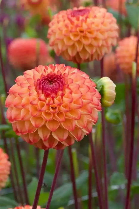 BALL Dahlia Mirella ( Tuber ) PERENNIAL Flowers - Caribbean garden seed