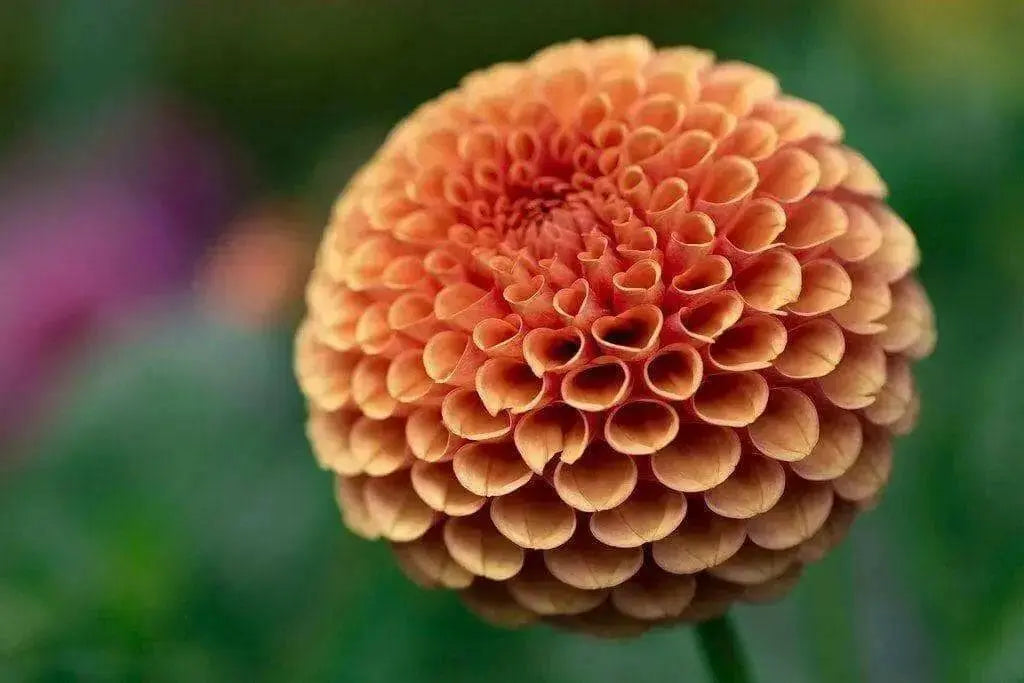 BALL Dahlia Mirella ( Tuber ) PERENNIAL Flowers - Caribbean garden seed