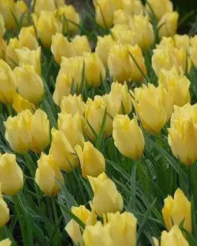 Battalini Bright Gem,Tulip  Bulbs, Deer Resistant, Perennial - Caribbean garden seed