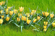 Battalini Bright Gem,Tulip  Bulbs, Deer Resistant, Perennial - Caribbean garden seed