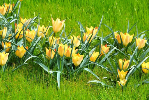 Battalini Bright Gem,Tulip  Bulbs, Deer Resistant, Perennial - Caribbean garden seed
