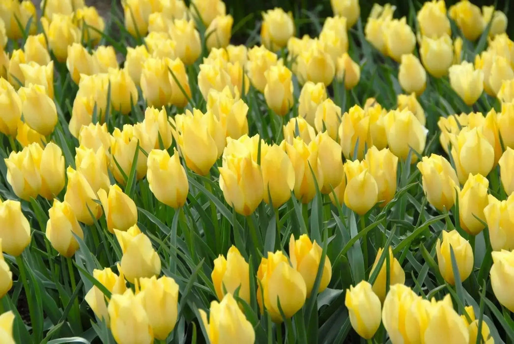 Battalini Bright Gem,Tulip  Bulbs, Deer Resistant, Perennial - Caribbean garden seed