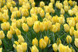 Battalini Bright Gem,Tulip  Bulbs, Deer Resistant, Perennial - Caribbean garden seed