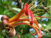 Baobab Seeds, Monkey-bread tree,succulent - Caribbean garden seed