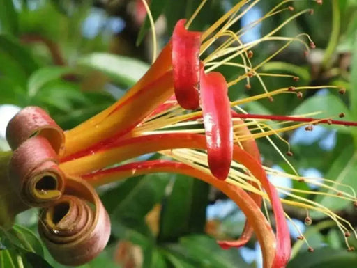 Baobab Seeds, Monkey-bread tree,succulent - Caribbean garden seed