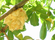 Baobab Seeds, Monkey-bread tree,succulent - Caribbean garden seed