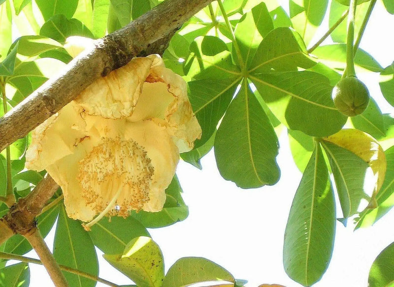 Baobab Seeds, Monkey-bread tree,succulent - Caribbean garden seed