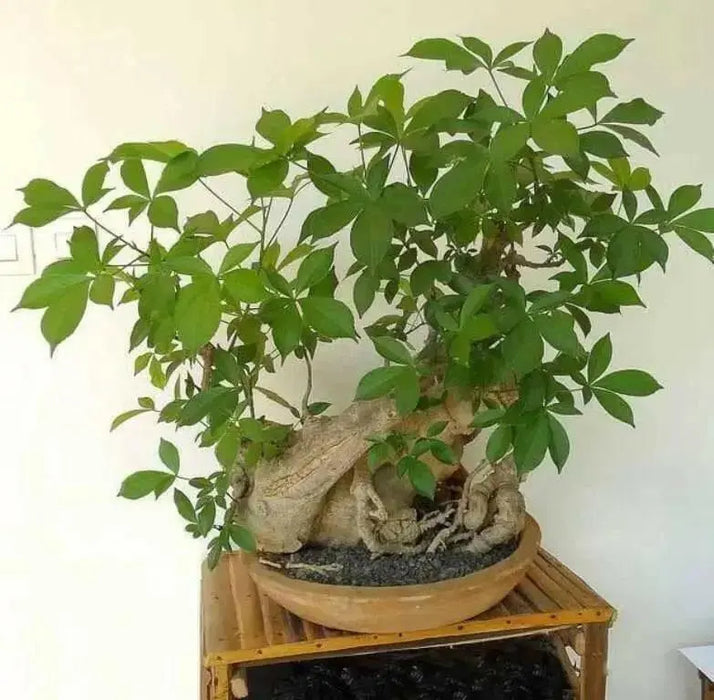 Baobab Seeds, Monkey-bread tree,succulent - Caribbean garden seed