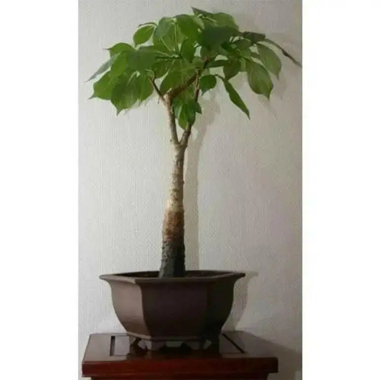 Baobab Seeds, Monkey-bread tree,succulent - Caribbean garden seed