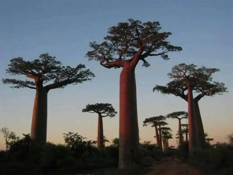 Baobab Seeds, Monkey-bread tree,succulent - Caribbean garden seed