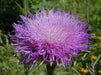 BASKETFLOWER SEED ,Centaurea americana,Cornflower - Caribbean garden seed