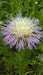 BASKETFLOWER SEED ,Centaurea americana,Cornflower - Caribbean garden seed