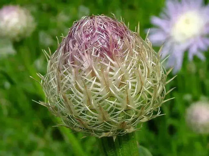 BASKETFLOWER SEED ,Centaurea americana,Cornflower - Caribbean garden seed