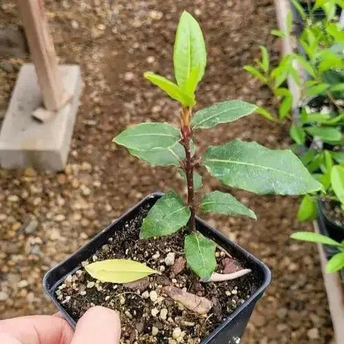 Bay Leaf LIVE  Plant 4' POT -GREAT HOUSE PLANT-CARIBBEAN PRODUCT - Caribbean garden seed