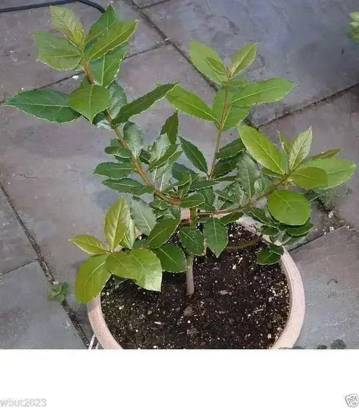 Bay Leaf LIVE  Plant 4' POT -GREAT HOUSE PLANT-CARIBBEAN PRODUCT - Caribbean garden seed