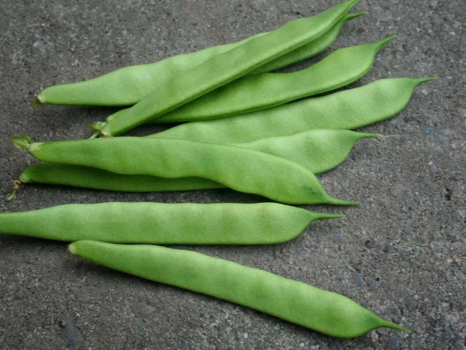 Bean Seeds - Pole - Yellow Bai Bu Lao, ASIAN VEGETABLE - Caribbean garden seed