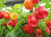 Barbados Pepper Seeds, Capsicum chinense.Very hot - Caribbean garden seed