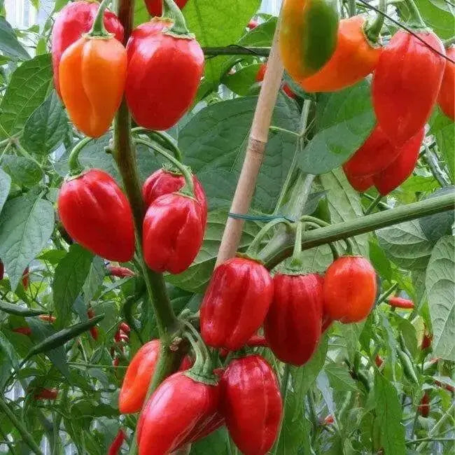 Barbados Pepper Seeds, Capsicum chinense.Very hot - Caribbean garden seed